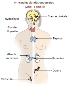 Glandesendocrines