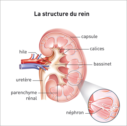 Structure du rein
