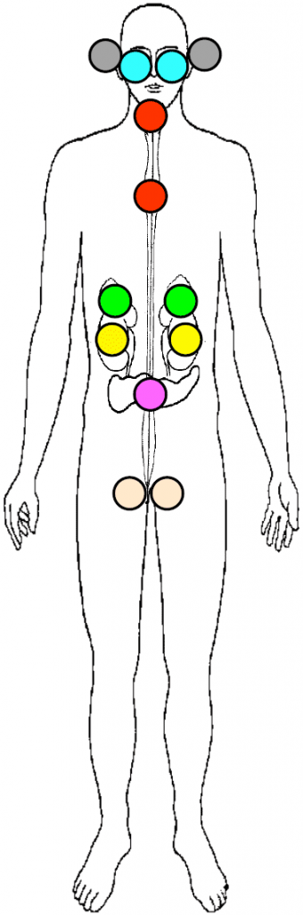 corps-humain-vhl